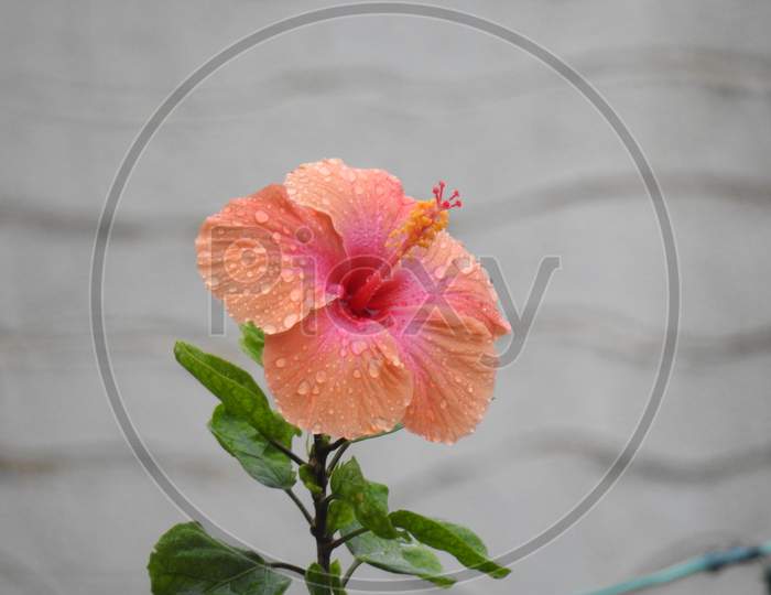 Closeup of beautiful indian red and orange color hibiscus or dasavala flower with green leaves background