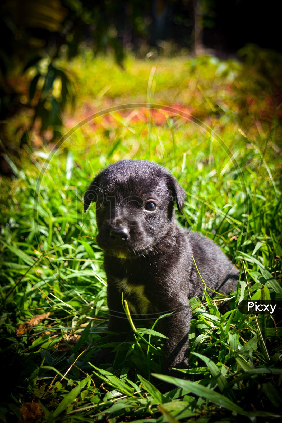 black puppy in grass photography by mr. joswin