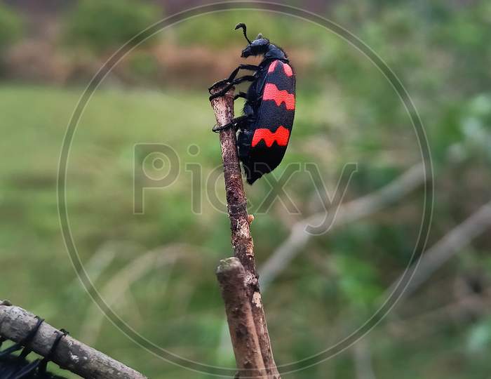 Black red patchy bug