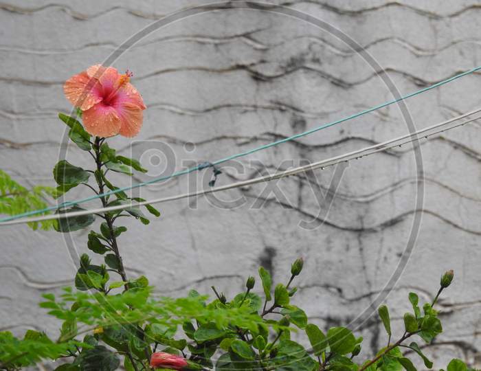 Closeup of beautiful indian red and orange color hibiscus or dasavala flower with green leaves background