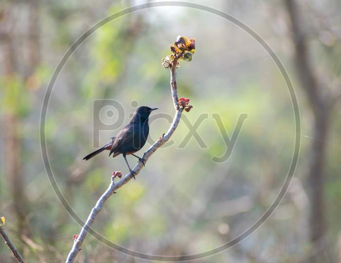 Sparrow photography