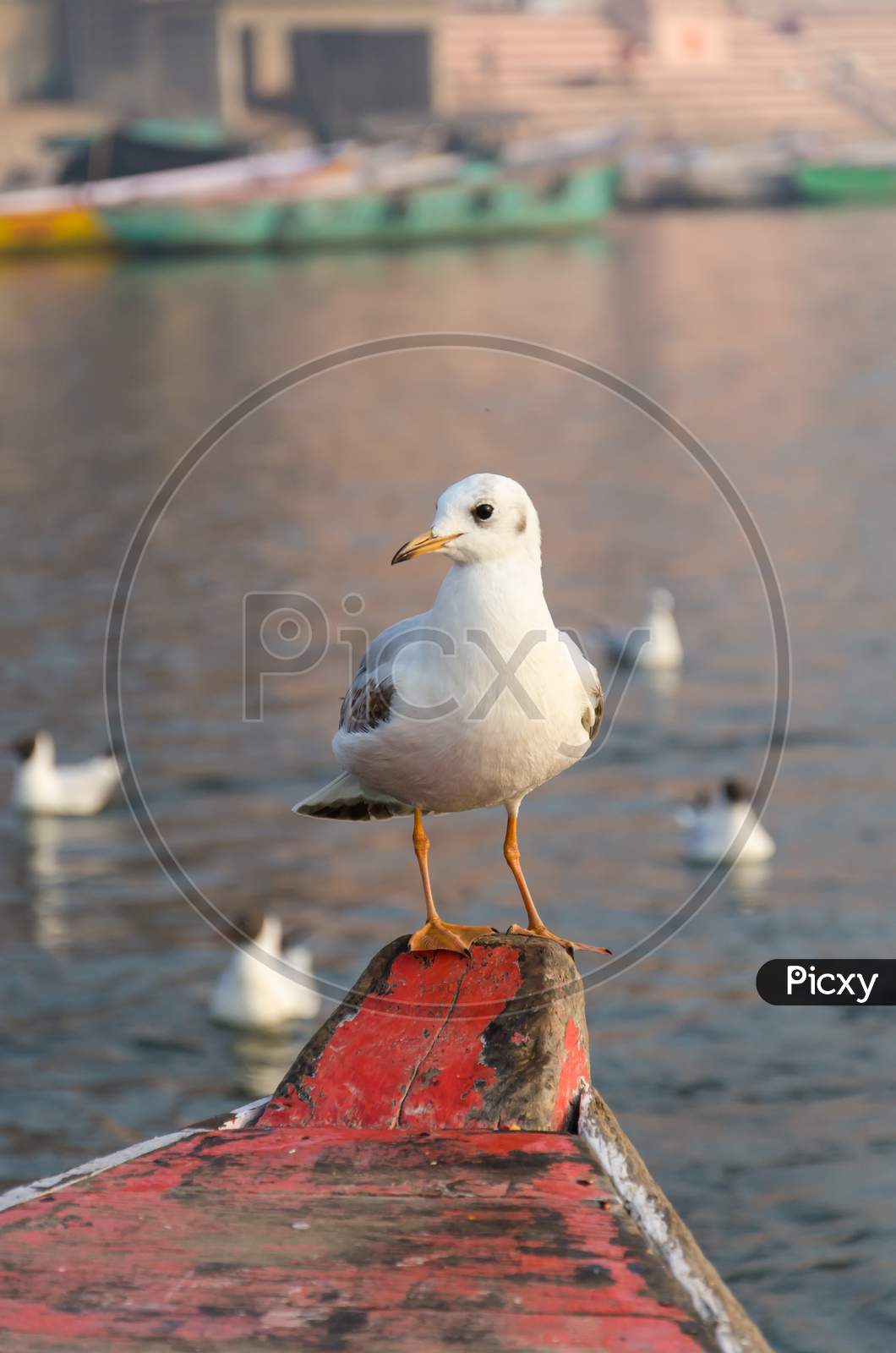 Seagull Sitting On A Nose Of A Boat
