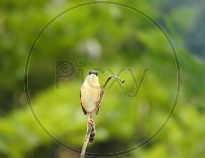 Closeup of Indian cute small Red Breasted Nuthatch Bird sitting above the stick and wire in a nature background