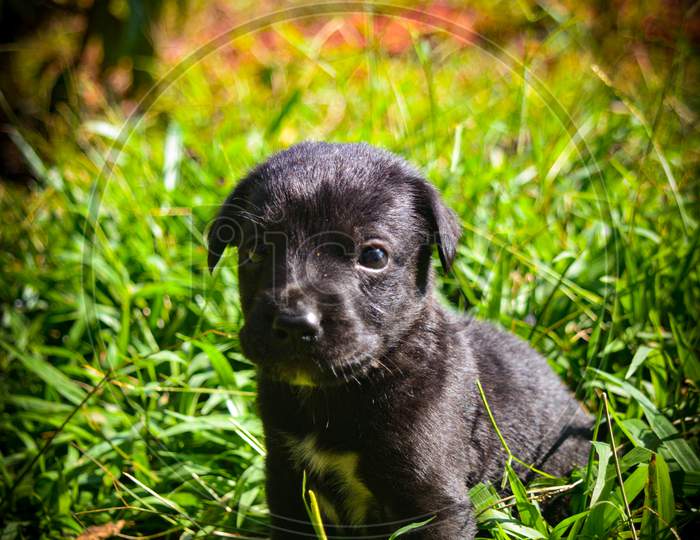black puppy in grass photography by mr. joswin