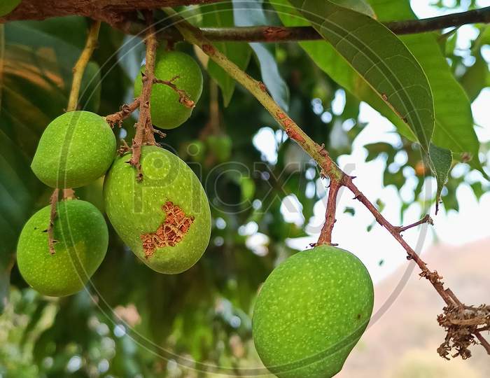 Small mango on treee