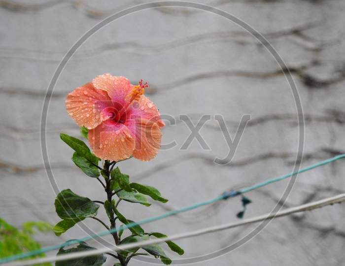 Closeup of beautiful indian red and orange color hibiscus or dasavala flower with green leaves background
