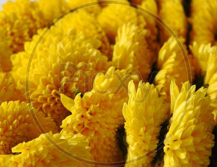 Closeup And Group Of Yellow Color Indian Chrysanthemum Flower Garland Isolated On White Background