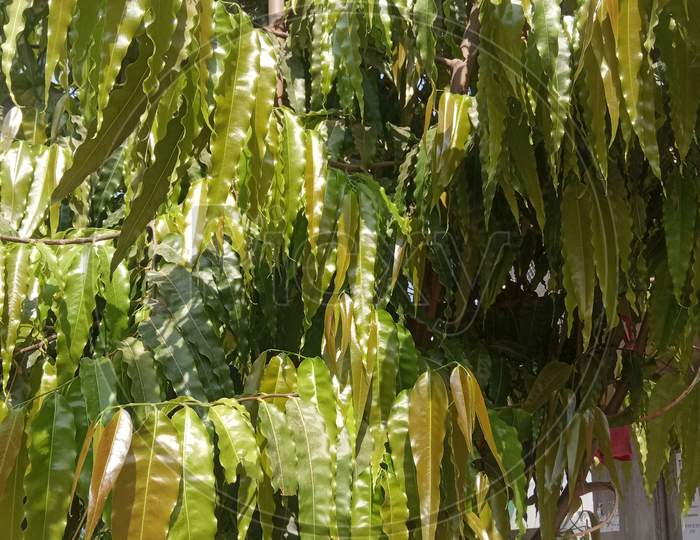 Saraca asoca, ashoka plant, trees