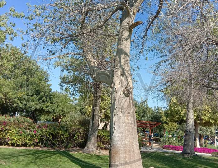 Tree in park dubai