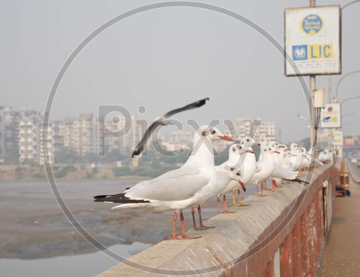 Group Of Seagulls Standing On Bridge Railing