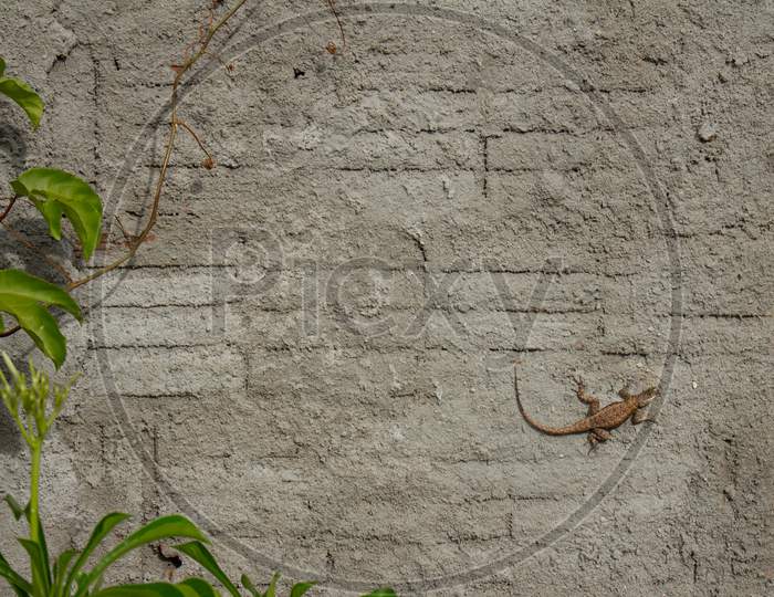 Small Lizard On A Brick Wall And Thick Plaster. Small Reptilian Animal That Walks On The Walls.
