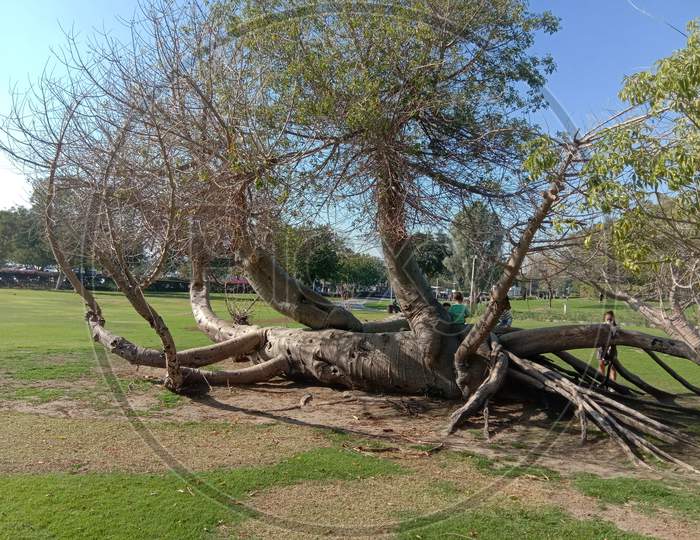 Laying tree in creek park dubai