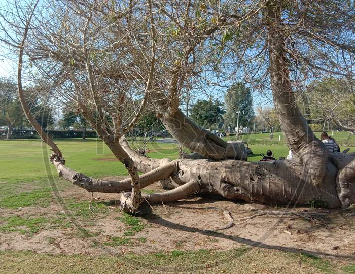 Laying tree in creek park dubai