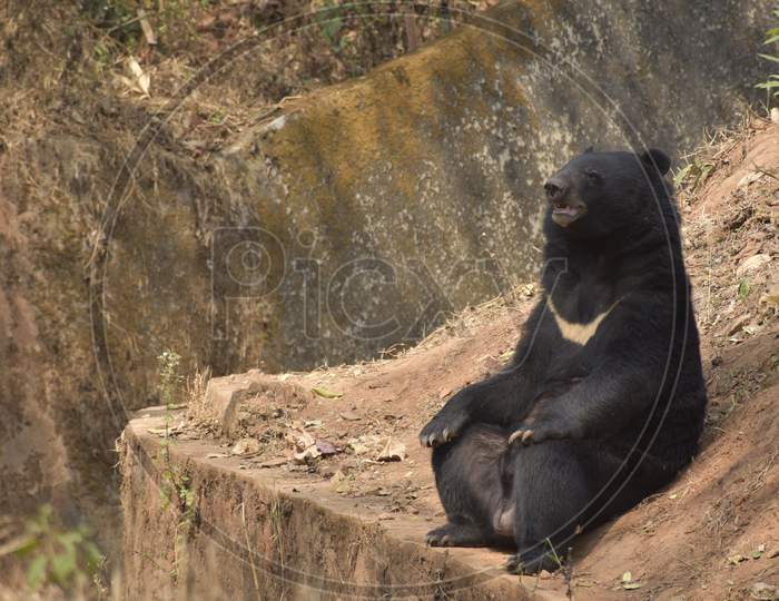 Black BEAR