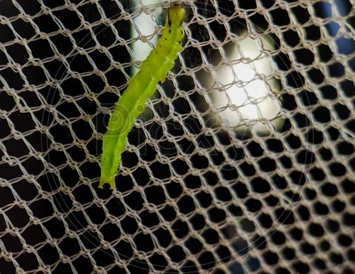 Close Up View Of A Green Caterpillar
