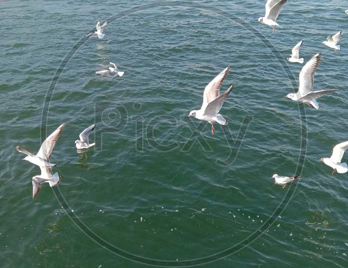 Sea gulls flying at creek Dubai uae
