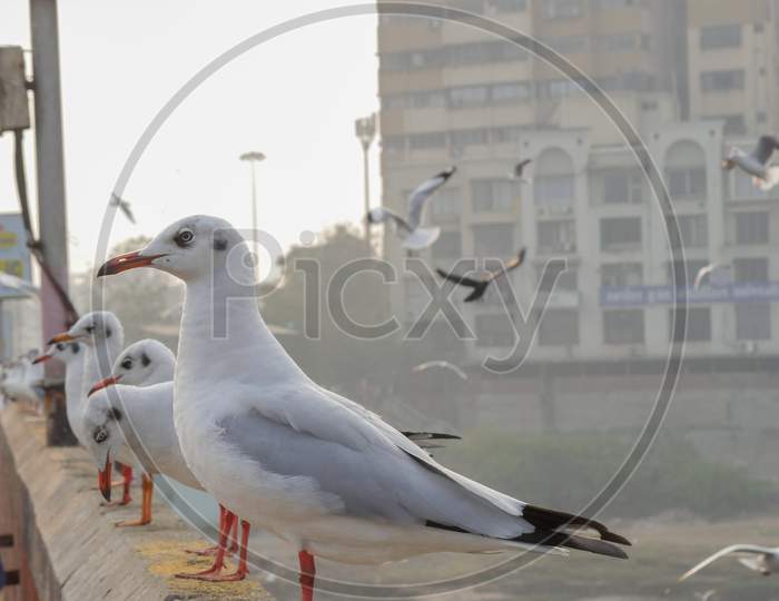 Group Of Seagulls Standing On Bridge Railing