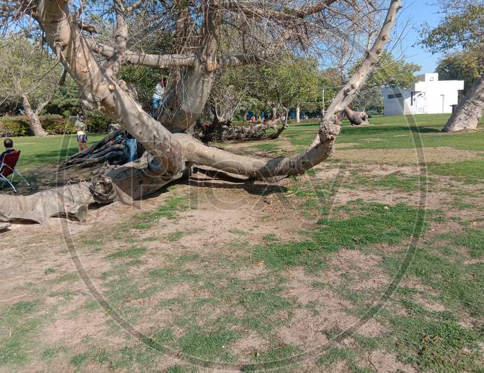 Tree in creek  park dubai