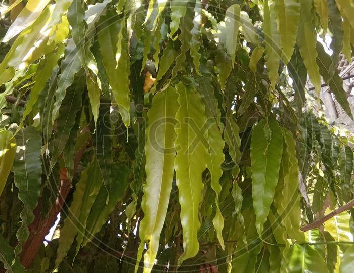 Saraca asoca, ashoka plant, trees