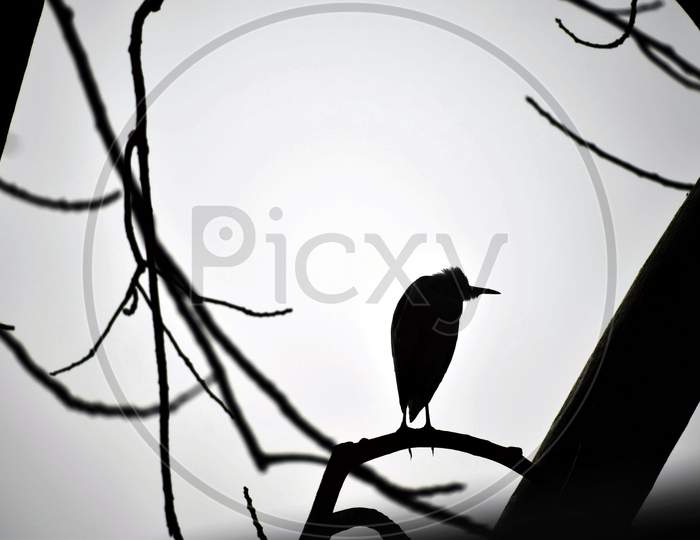 Tree Branches And Bird Sit On Branch. Selective Focus On Subject