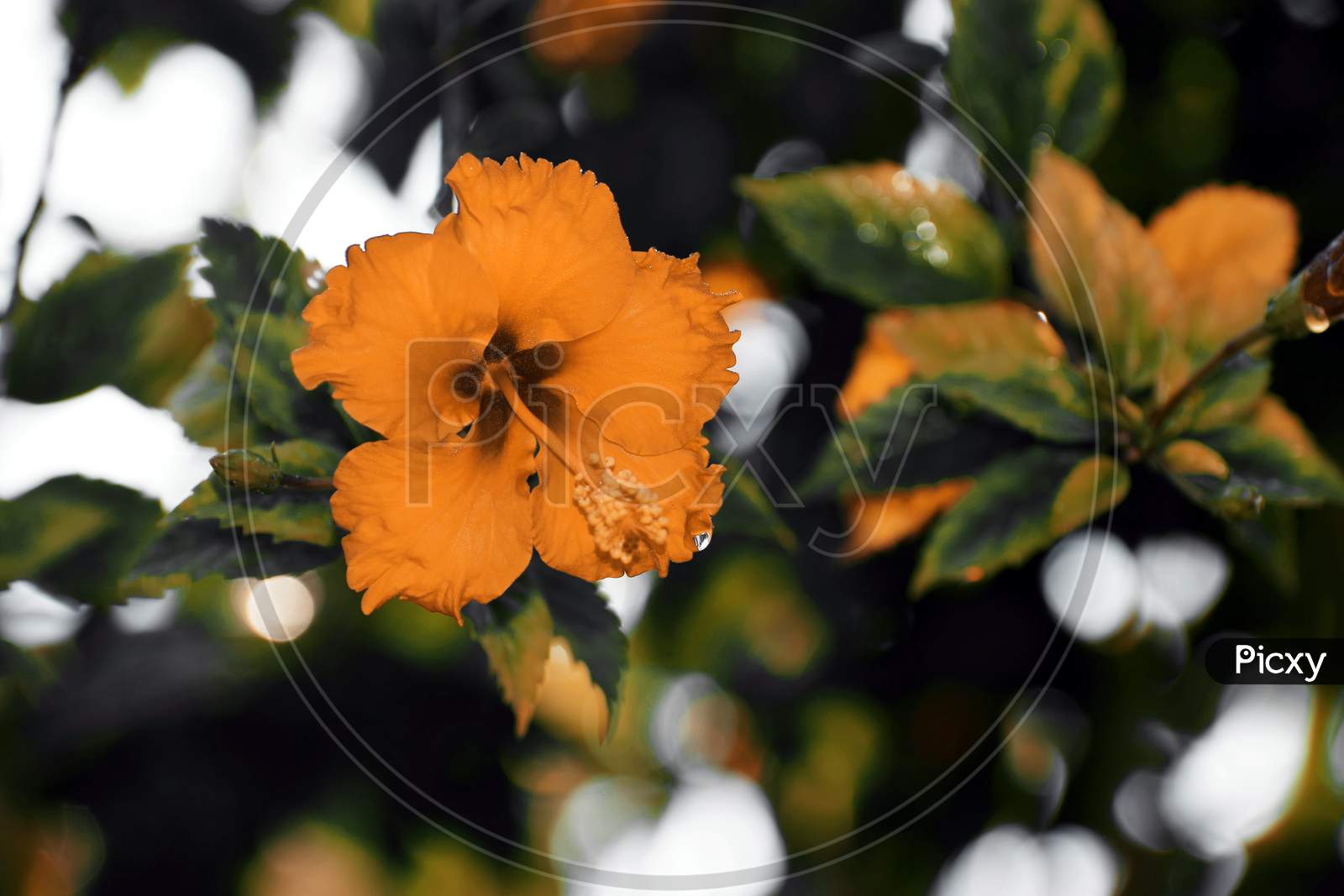 Beautiful Picture Of Yellow Flower And Green Leaves. Background Blur