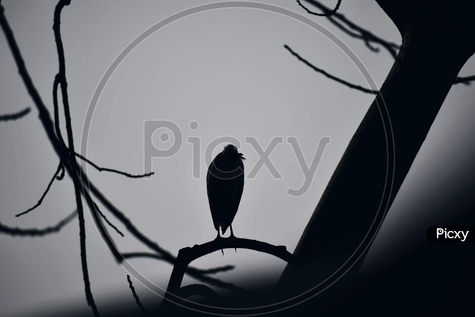 Beautiful Picture Of Bird Sitting On Tree Branch. Isolated On White Background. Selective Focus On Subject. Background Blur