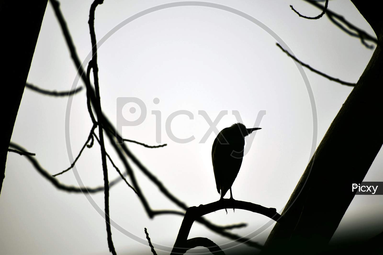 Beautiful Picture Of Bird Sitting On Tree Branch. Isolated On White Background. Selective Focus On Subject