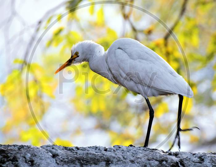 Beautiful Close Up Picture Of White Bird. Selective Focus On Subject