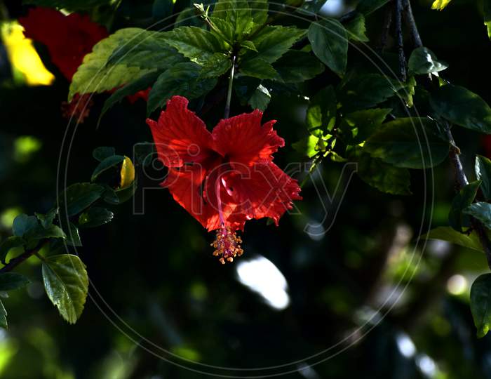 Beautiful Picture Of Red Flower And Green Leaves. Background Blur
