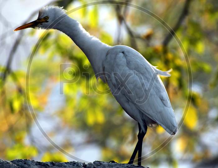 Beautiful Picture Of White Bird. Selective Focus On Subject