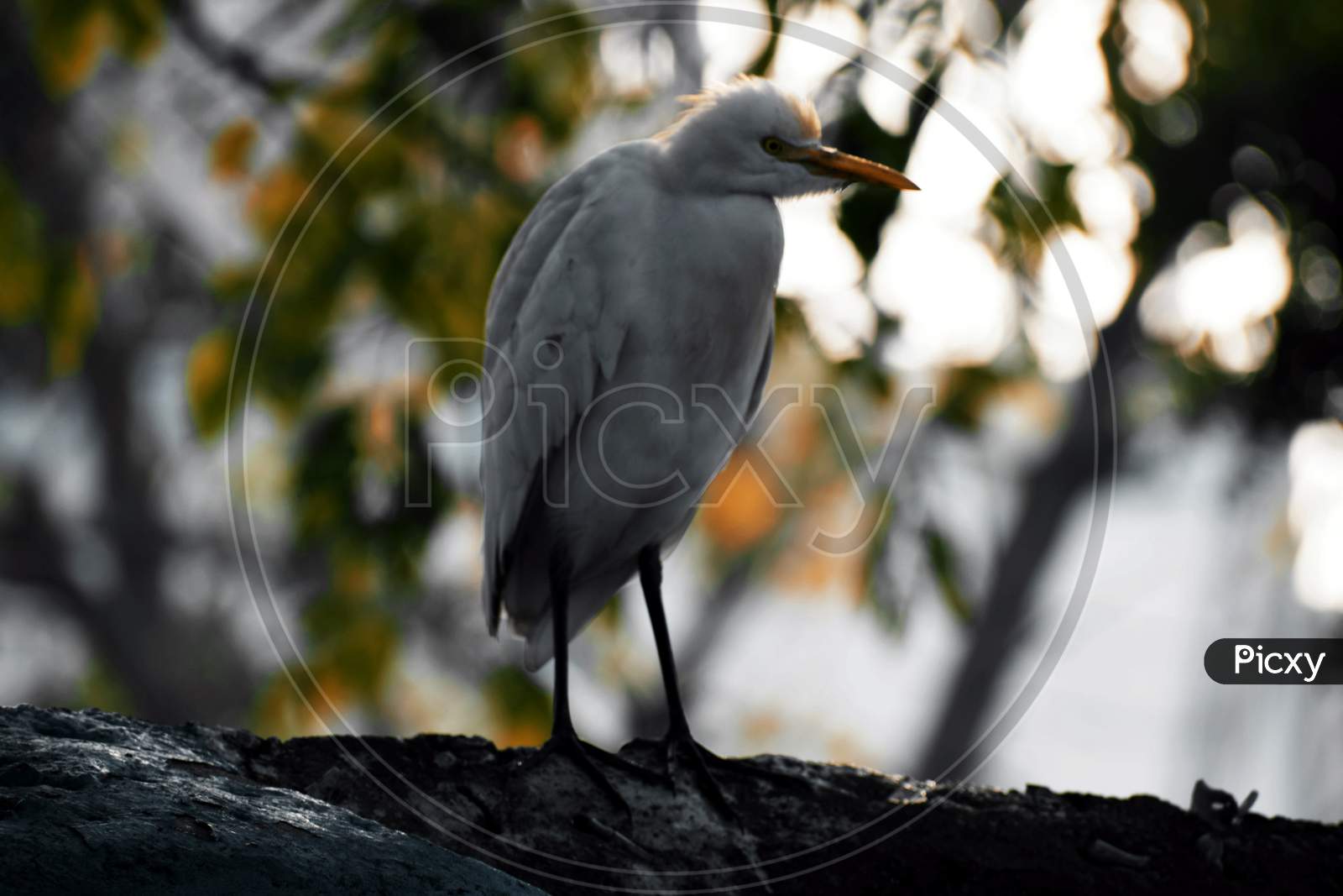 Beautiful Picture Of White Bird On Wall. Background Blur. Selective Focus On Subject