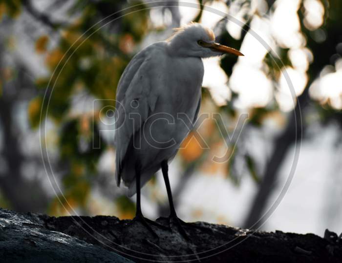 Beautiful Picture Of White Bird On Wall. Background Blur. Selective Focus On Subject