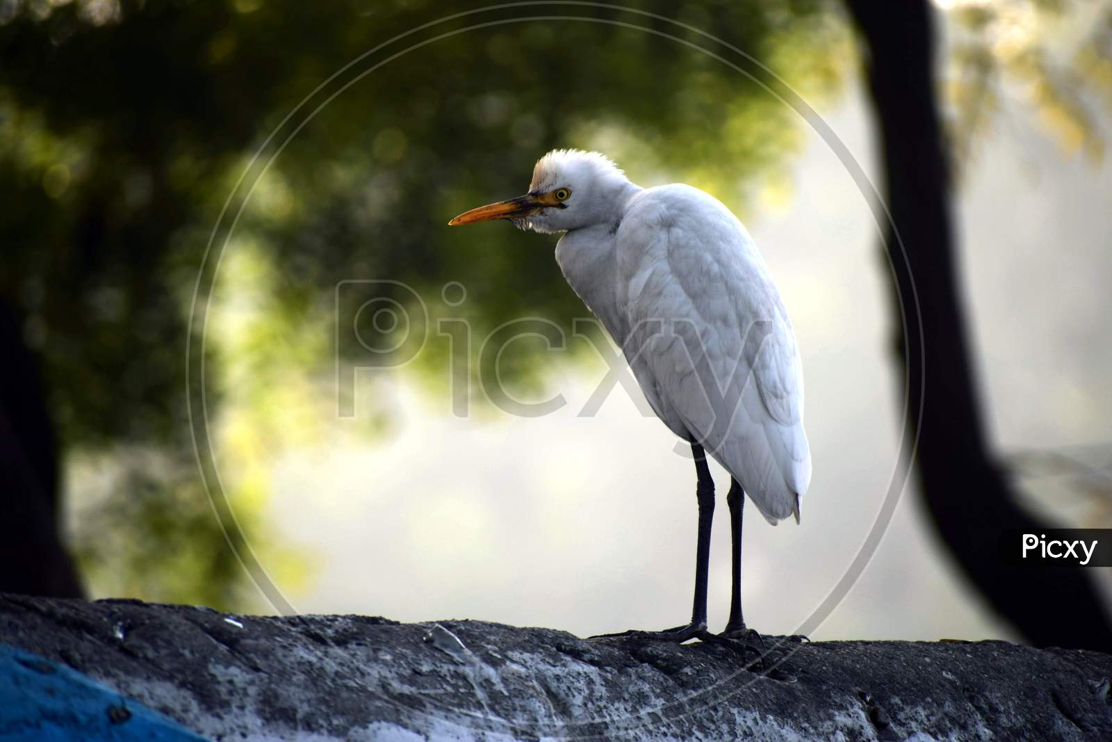 Beautiful Picture Of White Bird On Wall. Background Blur