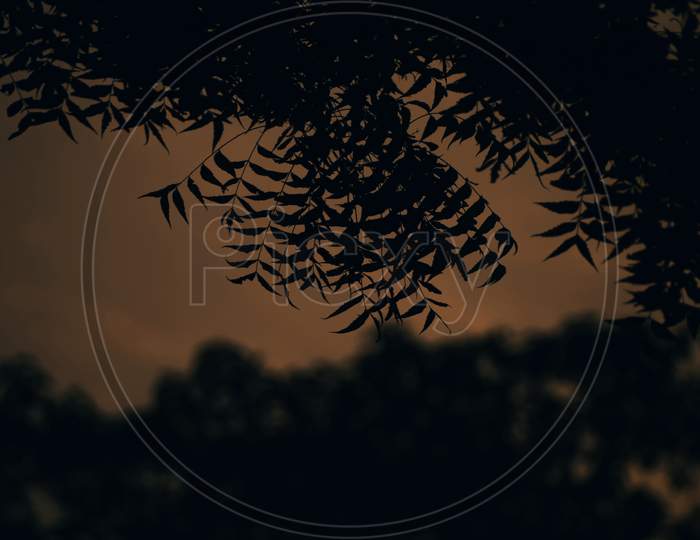 Beautiful Picture Of Tree Branches And Leafs. Background Blur