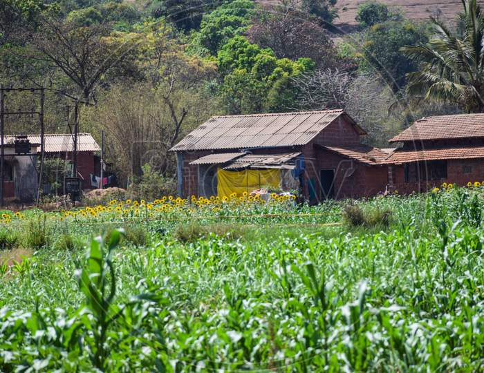 An Indian Rural Or Village Or Countryside Houses Surrounding With Sunflower Agricultural Land In Summer Season At Kolhapur City Maharashtra India, In Full Focus.