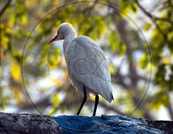 Beautiful Picture Of White Bird