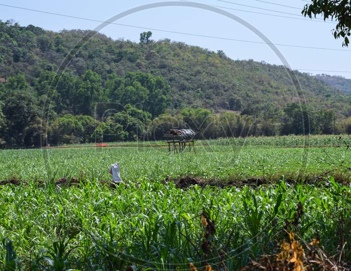 Picture Of Man Made Shelter For Farmers To Rest In The Middle Of Agricultural Field In Summer Season At Kolhapur City Maharashtra India, The Shelter Used For Storage Of Crops. Focus On Object.