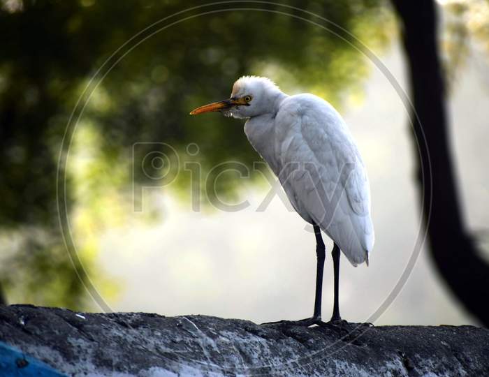 Beautiful Picture Of White Bird On Wall. Background Blur