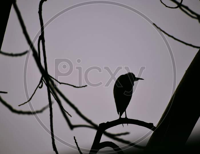 Beautiful Picture Of Tree Branches And Bird Sit On Branch. Selective Focus On Subject