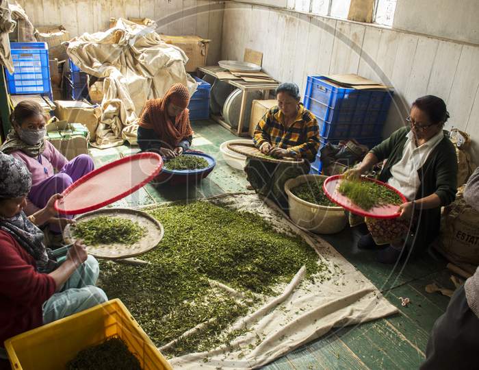 19Th March, 2020, Mim Tea Garden, Darjeeling, West Bengal, India: Few Female Workers Packing Famous Darjeeling Tea At Tea Garden Factory Near Darjeeling.