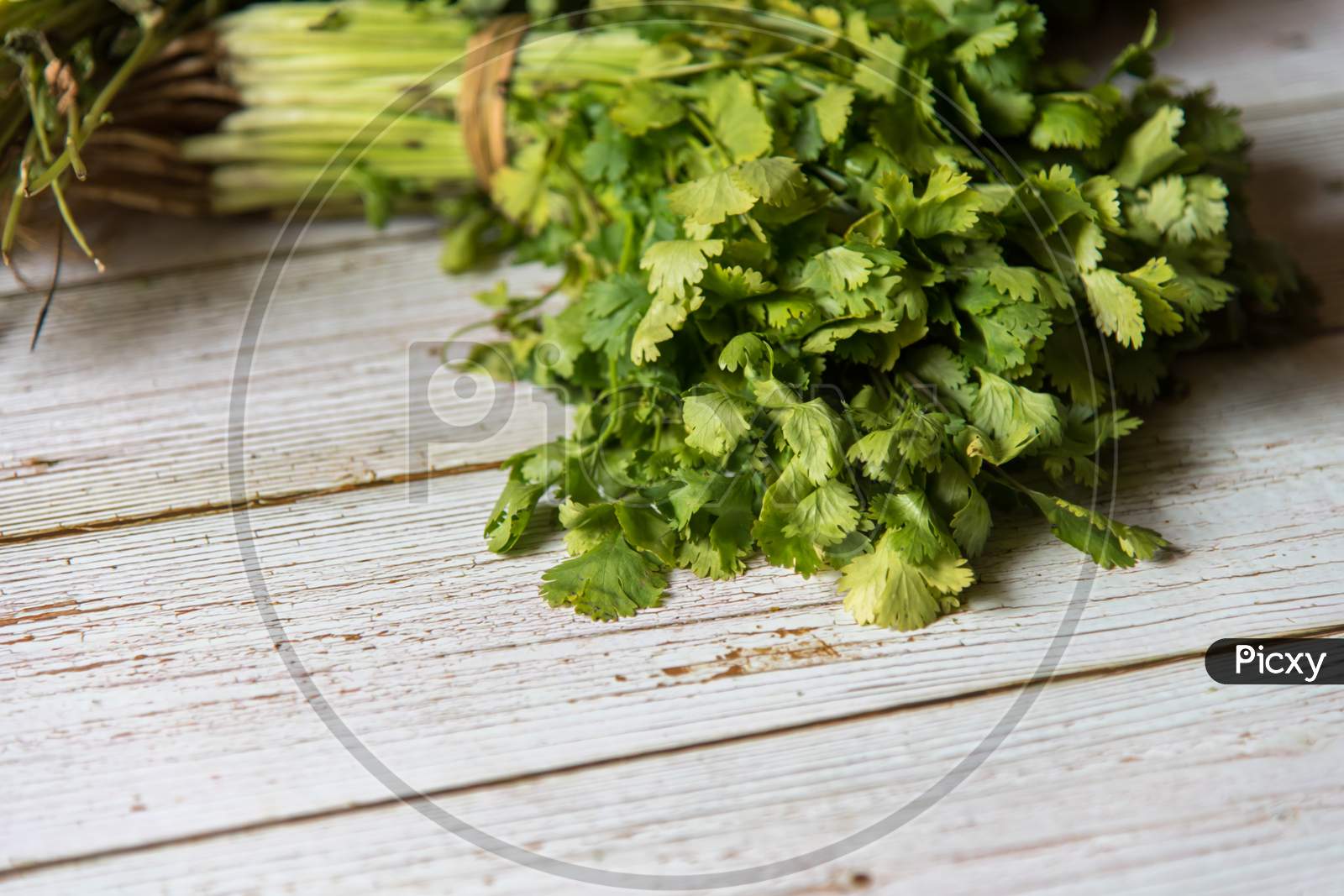Close up of a bunch of fresh coriander leaves