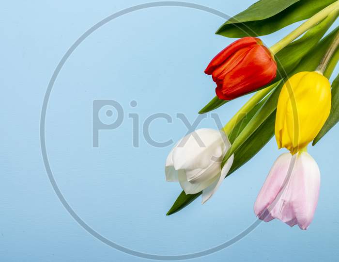 Top View Of Colorful Tulips Isolated On Blue Background With Copy Space