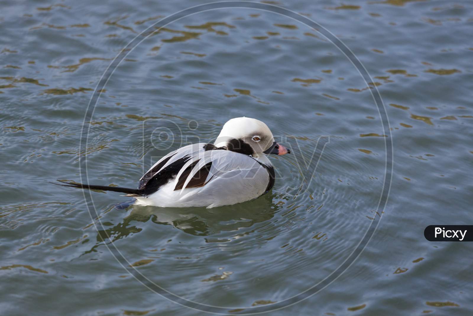 Long-Tailed Duck Or Oldsquaw (Clangula Hyemalis)
