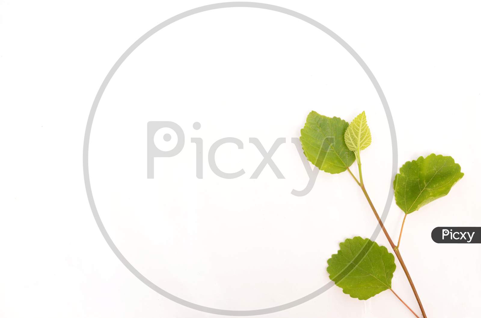 The Green Plant With Leaves Of Blueberry Isolated On White Background.