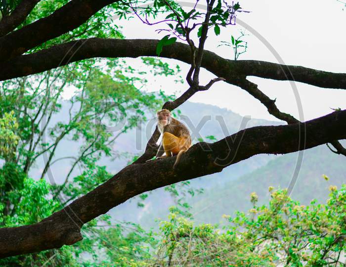 A Monkey Sitting On A Tree