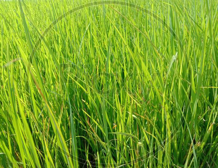 Green Colored Paddy Firm For Harvest