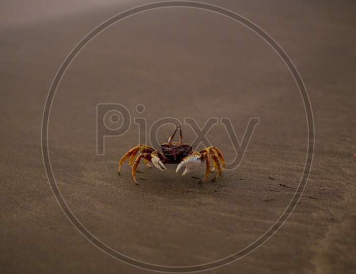 Close-Up Of A Crab On The Seashore