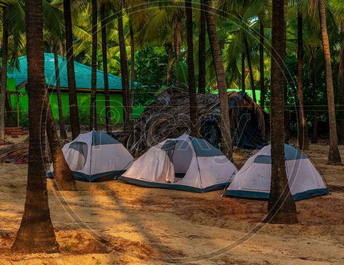 Bright Tents Surrounded By Coconut Trees For Trekkers For Camping Near Sea Shore