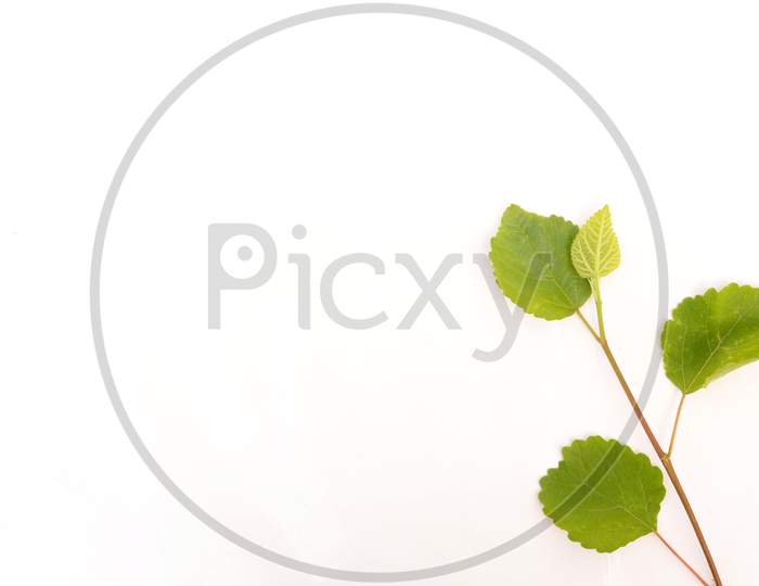 The Green Plant With Leaves Of Blueberry Isolated On White Background.