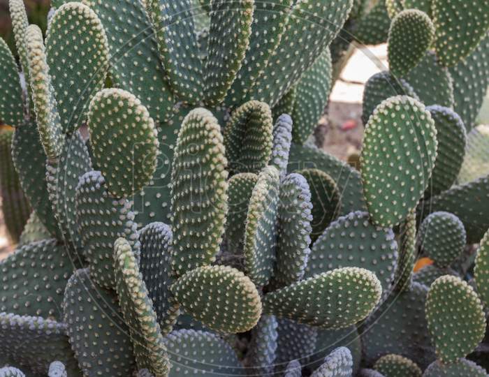 Cacti In Olvera Street Los Angeles